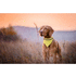 Eläinten kaulapanta Bipols reflective dog's collar, keltainen lisäkuva 1